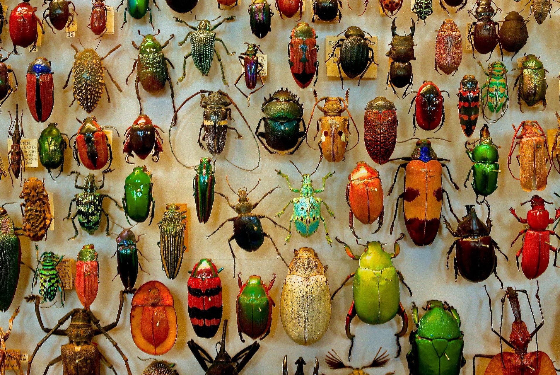 Käfer ... die Workaholics der Natur